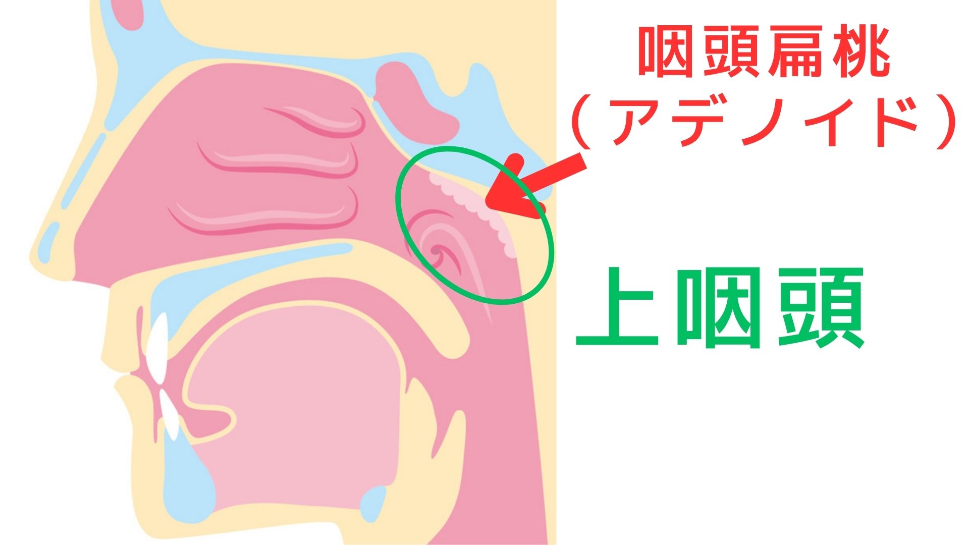 上咽頭の解剖図。咽頭扁桃（アデノイド）が存在する。